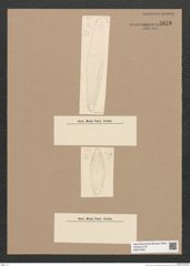 Diatomeae indet. Zeichnungen Sammlung Grunow Nr. 5878 (NHMW-BOT-W0374326)